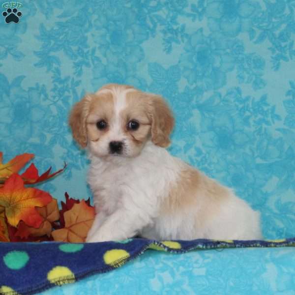Peaches, Cavachon Puppy